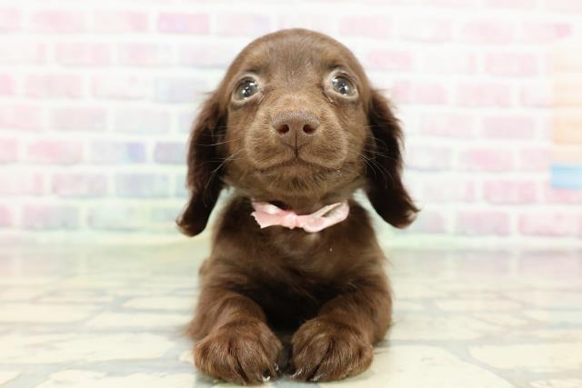 沖縄県のカニンヘンダックスフンド(ロング) (Coo&RIKU沖縄浦添店/2026年2月15日生まれ/女の子/チョコレート)の子犬