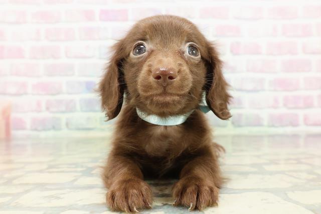 カニンヘンダックスフンド