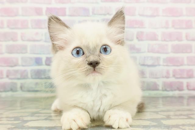 青森県のラグドール (Coo&RIKU八戸店/2026年2月10日生まれ/男の子/ブルーポイントミテッド)の子猫の1枚目の画像