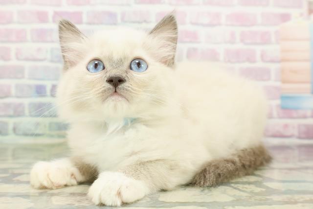 青森県のラグドール (Coo&RIKU八戸店/2026年2月10日生まれ/男の子/ブルーポイントミテッド)の子猫の2枚目の画像