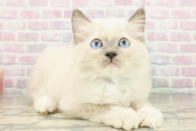 青森県のラグドール (Coo&RIKU八戸店/2026年2月10日生まれ/男の子/ブルーポイントミテッド)の子猫の3枚目の画像