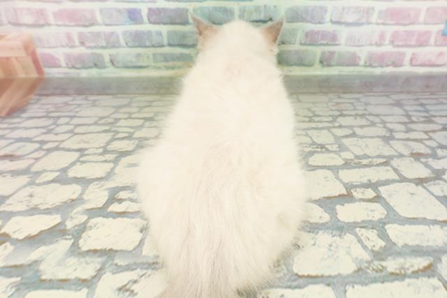 青森県のラグドール (Coo&RIKU八戸店/2026年2月10日生まれ/男の子/ブルーポイントミテッド)の子猫の4枚目の画像
