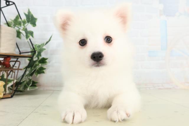 岡山県の日本スピッツ (Coo&RIKU岡山店/2026年2月19日生まれ/女の子/ホワイト)の子犬の1枚目の画像