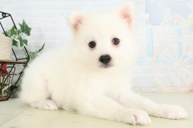 岡山県の日本スピッツ (Coo&RIKU岡山店/2026年2月19日生まれ/女の子/ホワイト)の子犬の2枚目の画像