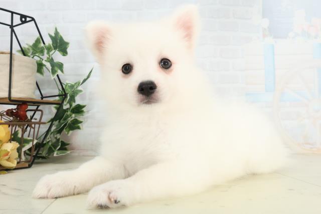 岡山県の日本スピッツ (Coo&RIKU岡山店/2026年2月19日生まれ/女の子/ホワイト)の子犬の3枚目の画像