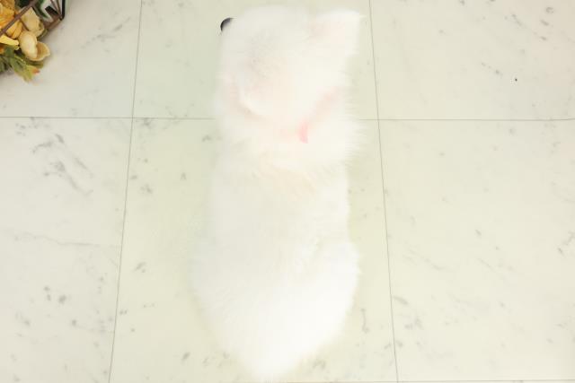 岡山県の日本スピッツ (Coo&RIKU岡山店/2026年2月19日生まれ/女の子/ホワイト)の子犬の4枚目の画像