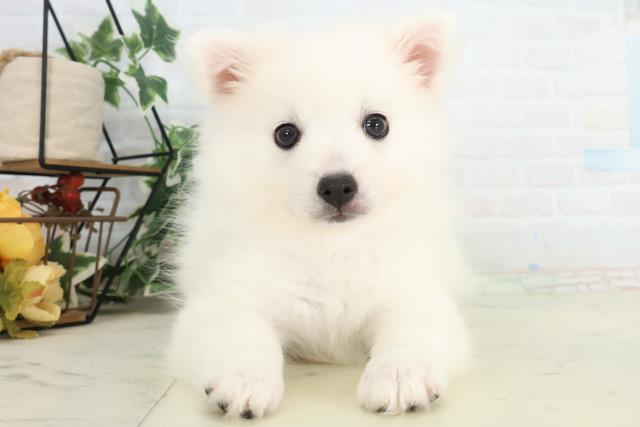 山口県の日本スピッツ (Coo&RIKUサンパークあじす店/2026年2月19日生まれ/女の子/ホワイト)の子犬の1枚目の画像