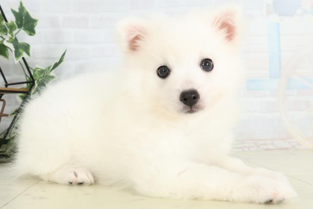 山口県の日本スピッツ (Coo&RIKUサンパークあじす店/2026年2月19日生まれ/女の子/ホワイト)の子犬の2枚目の画像