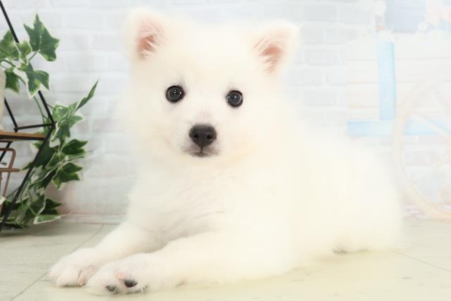 山口県の日本スピッツ (Coo&RIKUサンパークあじす店/2026年2月19日生まれ/女の子/ホワイト)の子犬の3枚目の画像