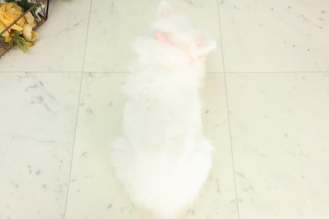 山口県の日本スピッツ (Coo&RIKUサンパークあじす店/2026年2月19日生まれ/女の子/ホワイト)の子犬の4枚目の画像