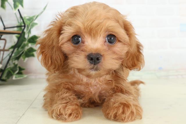 山口県のチワプー/プーチー(チワワ×プードル) (Coo&RIKUサンパークあじす店/2026年2月20日生まれ/男の子/クリーム)の子犬の1枚目の画像