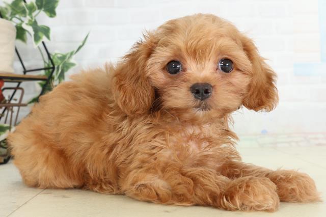 山口県のチワプー/プーチー(チワワ×プードル) (Coo&RIKUサンパークあじす店/2026年2月20日生まれ/男の子/クリーム)の子犬の2枚目の画像