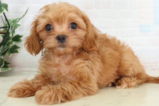 山口県のチワプー/プーチー(チワワ×プードル) (Coo&RIKUサンパークあじす店/2026年2月20日生まれ/男の子/クリーム)の子犬の3枚目の画像