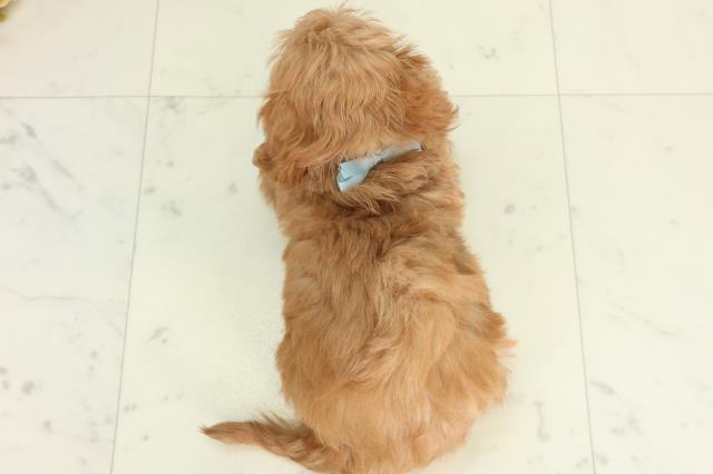 山口県のチワプー/プーチー(チワワ×プードル) (Coo&RIKUサンパークあじす店/2026年2月20日生まれ/男の子/クリーム)の子犬の4枚目の画像