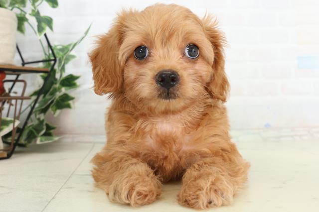 広島県のチワプー/プーチー(チワワ×プードル) (Coo&RIKUゆめタウン大竹店/2026年2月20日生まれ/女の子/クリーム)の子犬