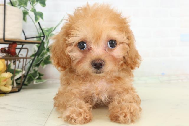 山口県のチワプー/プーチー(チワワ×プードル) (Coo&RIKUシーモール下関店/2026年2月20日生まれ/女の子/クリームホワイト)の子犬の1枚目の画像