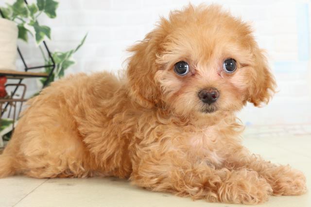 山口県のチワプー/プーチー(チワワ×プードル) (Coo&RIKUシーモール下関店/2026年2月20日生まれ/女の子/クリームホワイト)の子犬の2枚目の画像