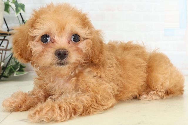 山口県のチワプー/プーチー(チワワ×プードル) (Coo&RIKUシーモール下関店/2026年2月20日生まれ/女の子/クリームホワイト)の子犬の3枚目の画像