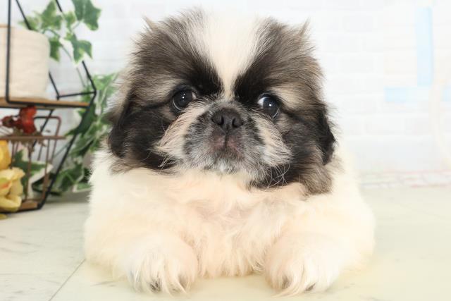 岡山県のペキニーズ (Coo&RIKU岡山店/2026年2月21日生まれ/男の子/フォーンホワイト)の子犬の1枚目の画像