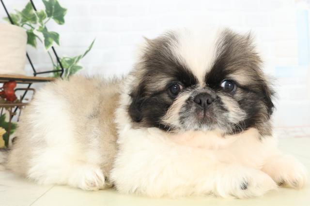 岡山県のペキニーズ (Coo&RIKU岡山店/2026年2月21日生まれ/男の子/フォーンホワイト)の子犬の2枚目の画像