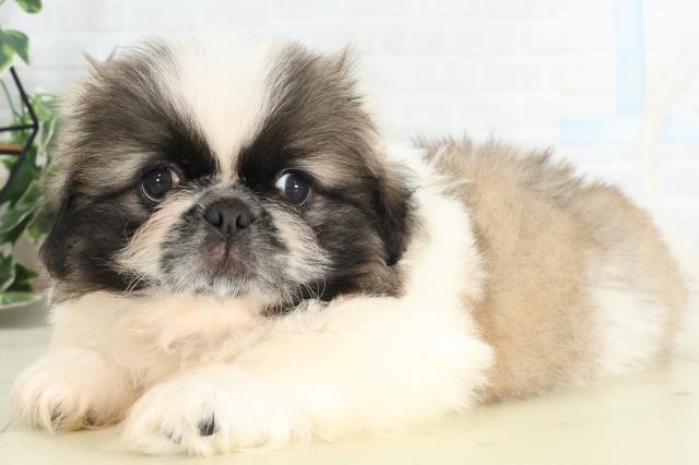 岡山県のペキニーズ (Coo&RIKU岡山店/2026年2月21日生まれ/男の子/フォーンホワイト)の子犬の3枚目の画像