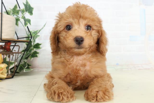 香川県のトイプードル(トイ) (Coo&RIKU高松上福岡店/2026年2月21日生まれ/男の子/オレンジフォーン)の子犬