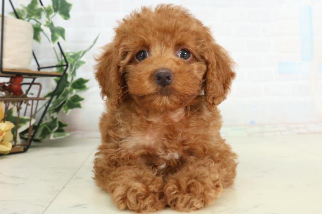 高知県のトイプードル(トイ) (Coo&RIKU高知御座店/2026年2月21日生まれ/男の子/レッドフォーンホワイト)の子犬の1枚目の画像