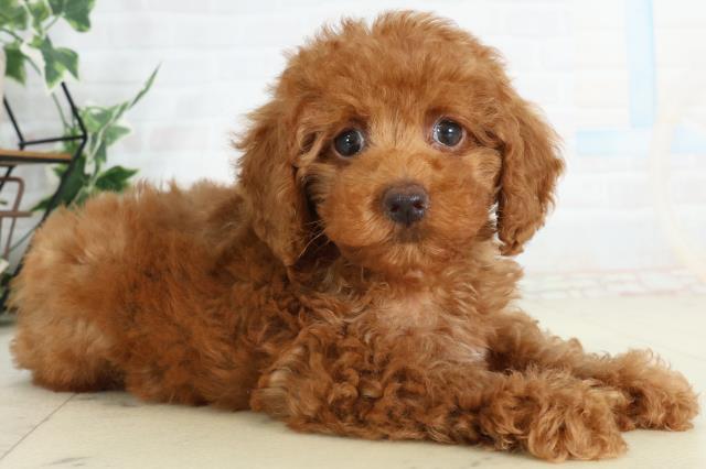 高知県のトイプードル(トイ) (Coo&RIKU高知御座店/2026年2月21日生まれ/男の子/レッドフォーンホワイト)の子犬の2枚目の画像