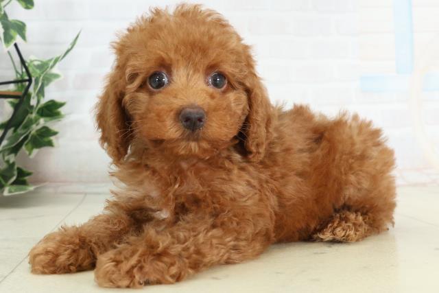 高知県のトイプードル(トイ) (Coo&RIKU高知御座店/2026年2月21日生まれ/男の子/レッドフォーンホワイト)の子犬の3枚目の画像