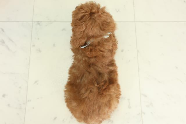 高知県のトイプードル(トイ) (Coo&RIKU高知御座店/2026年2月21日生まれ/男の子/レッドフォーンホワイト)の子犬の4枚目の画像