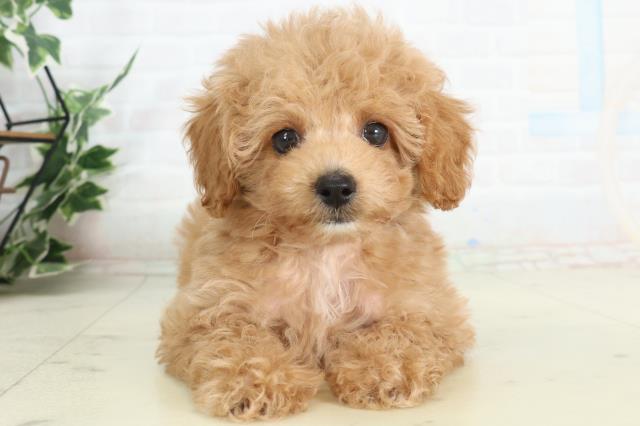 高知県のトイプードル(トイ) (Coo&RIKUのいち店/2026年2月21日生まれ/女の子/オレンジフォーンホワイト)の子犬の1枚目の画像