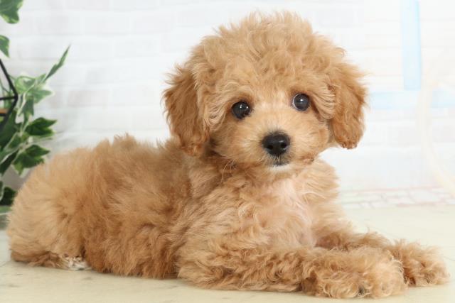 高知県のトイプードル(トイ) (Coo&RIKUのいち店/2026年2月21日生まれ/女の子/オレンジフォーンホワイト)の子犬の2枚目の画像