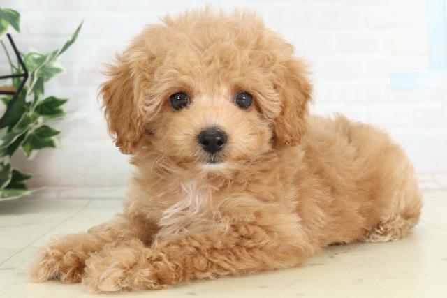 高知県のトイプードル(トイ) (Coo&RIKUのいち店/2026年2月21日生まれ/女の子/オレンジフォーンホワイト)の子犬の3枚目の画像