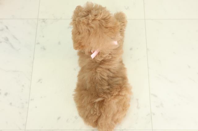 高知県のトイプードル(トイ) (Coo&RIKUのいち店/2026年2月21日生まれ/女の子/オレンジフォーンホワイト)の子犬の4枚目の画像