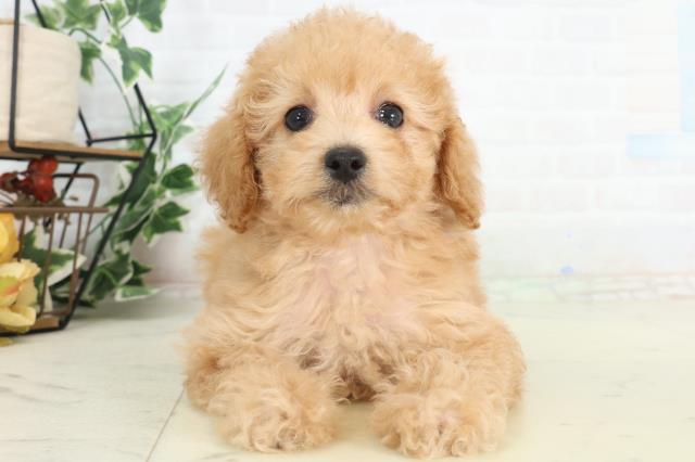 広島県のトイプードル(トイ) (Coo&RIKU広島北店/2026年2月21日生まれ/女の子/オレンジフォーン)の子犬の1枚目の画像