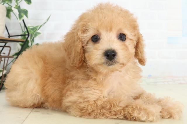 広島県のトイプードル(トイ) (Coo&RIKU広島北店/2026年2月21日生まれ/女の子/オレンジフォーン)の子犬の2枚目の画像