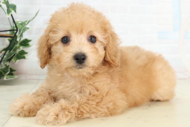 広島県のトイプードル(トイ) (Coo&RIKU広島北店/2026年2月21日生まれ/女の子/オレンジフォーン)の子犬の3枚目の画像