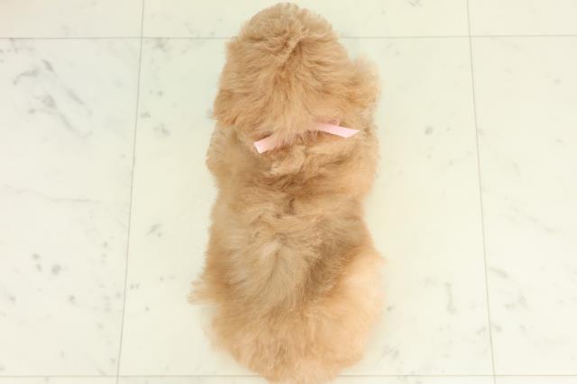 広島県のトイプードル(トイ) (Coo&RIKU広島北店/2026年2月21日生まれ/女の子/オレンジフォーン)の子犬の4枚目の画像