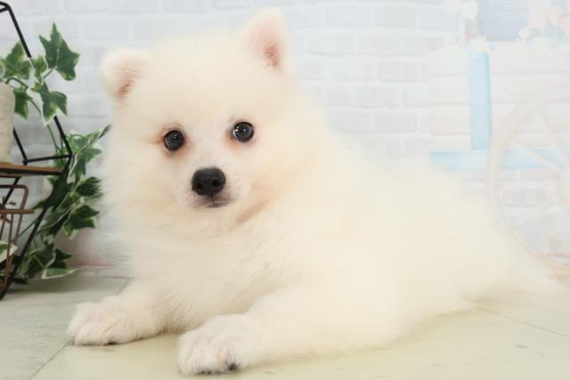 香川県の日本スピッツ (Coo&RIKU高松上福岡店/2026年2月16日生まれ/男の子/ホワイト)の子犬の3枚目の画像