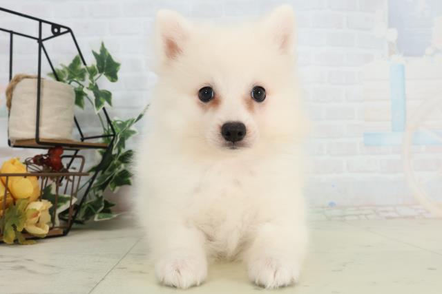 愛媛県の日本スピッツ (Coo&RIKU愛媛松山店/2026年2月16日生まれ/女の子/ホワイト)の子犬の1枚目の画像