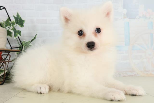 愛媛県の日本スピッツ (Coo&RIKU愛媛松山店/2026年2月16日生まれ/女の子/ホワイト)の子犬の2枚目の画像