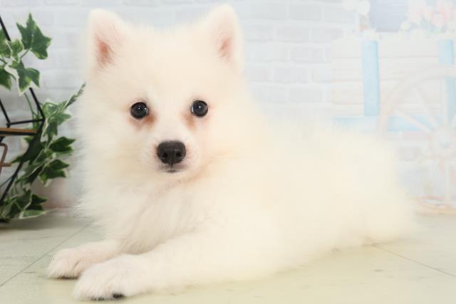 愛媛県の日本スピッツ (Coo&RIKU愛媛松山店/2026年2月16日生まれ/女の子/ホワイト)の子犬の3枚目の画像