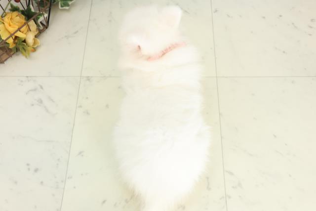 愛媛県の日本スピッツ (Coo&RIKU愛媛松山店/2026年2月16日生まれ/女の子/ホワイト)の子犬の4枚目の画像