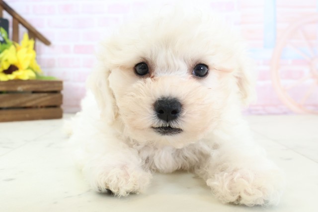 広島県のビションフリーゼ (Coo&RIKU東広島店/2026年2月20日生まれ/男の子/ホワイト)の子犬の1枚目の画像