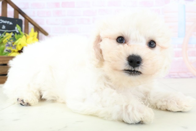 広島県のビションフリーゼ (Coo&RIKU東広島店/2026年2月20日生まれ/男の子/ホワイト)の子犬の2枚目の画像