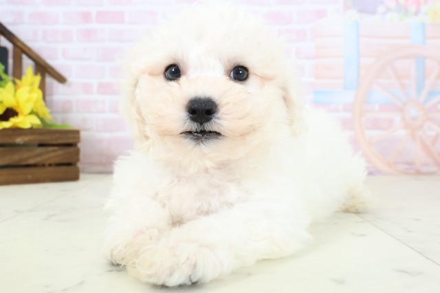 広島県のビションフリーゼ (Coo&RIKU東広島店/2026年2月20日生まれ/男の子/ホワイト)の子犬の3枚目の画像