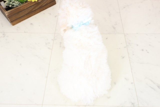 広島県のビションフリーゼ (Coo&RIKU東広島店/2026年2月20日生まれ/男の子/ホワイト)の子犬の4枚目の画像