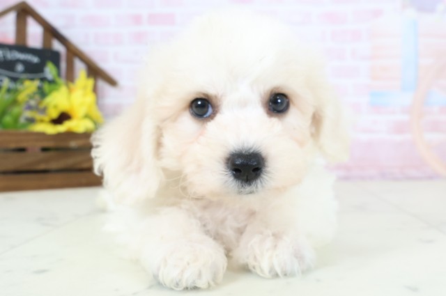 ビション・フリーゼ