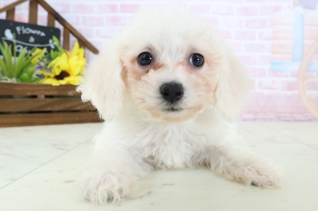 愛媛県のビションフリーゼ (Coo&RIKU愛媛松山店/2026年2月20日生まれ/男の子/ホワイト)の子犬の1枚目の画像