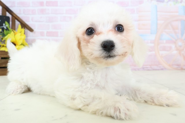 愛媛県のビションフリーゼ (Coo&RIKU愛媛松山店/2026年2月20日生まれ/男の子/ホワイト)の子犬の2枚目の画像